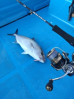 カンパチの釣果