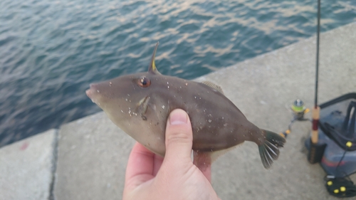 ウマヅラハギの釣果