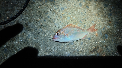 チャリコの釣果