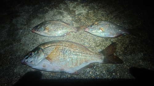 ウミタナゴの釣果