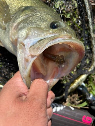 ブラックバスの釣果