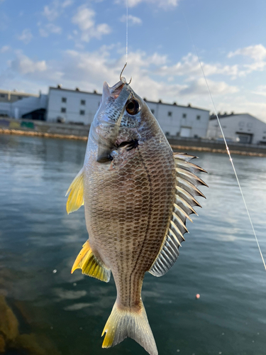 キビレの釣果