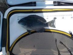 クチブトグレの釣果