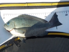 クチブトグレの釣果