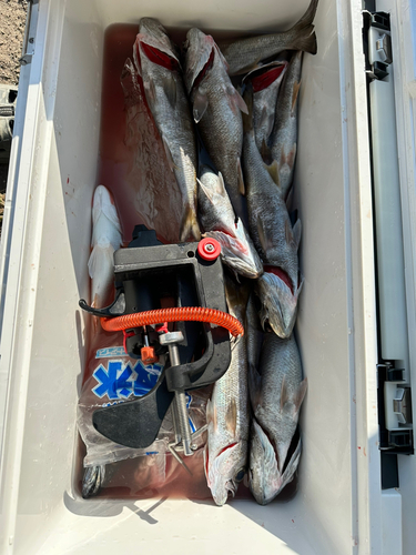 クロムツの釣果