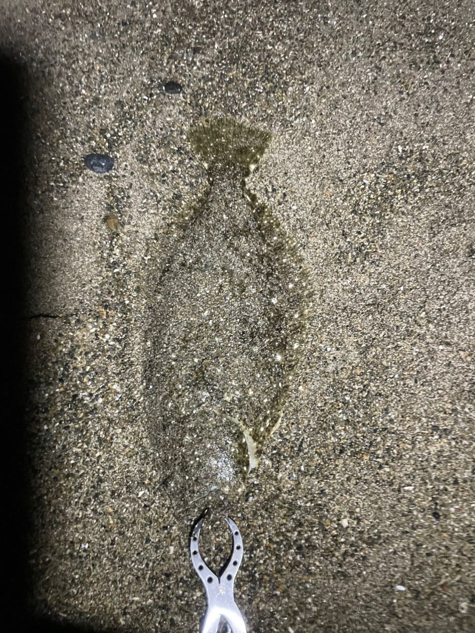 ヒラメ