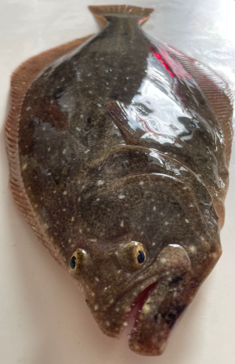 ヒラメ