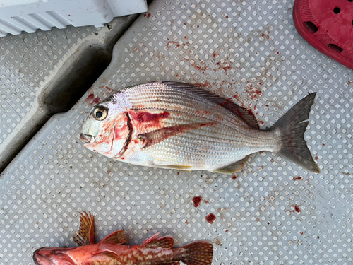 ヘダイの釣果