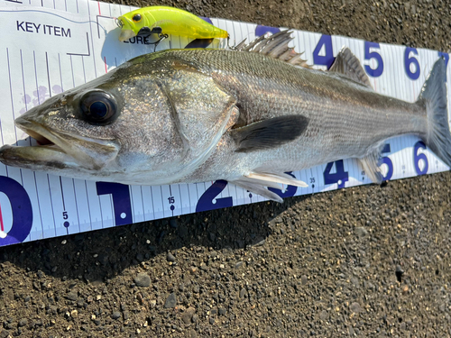 シーバスの釣果