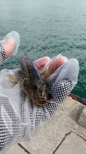 ハゼの釣果