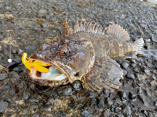 ケムシカジカの釣果