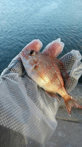 チャリコの釣果