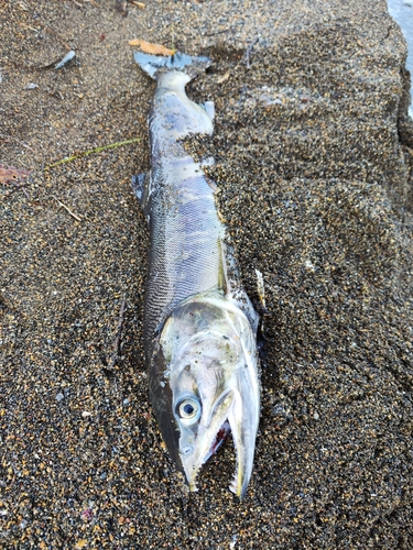 サケの釣果