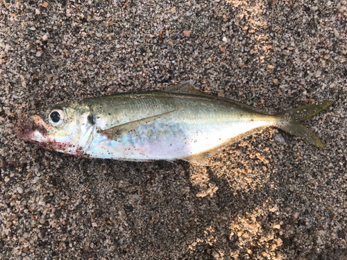 マアジの釣果