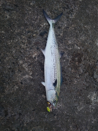 サゴシの釣果