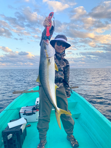 ヒラマサの釣果