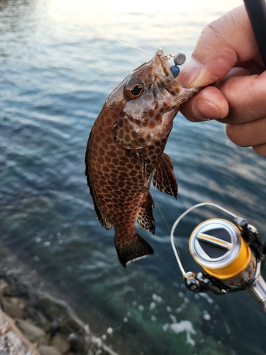 オオモンハタの釣果