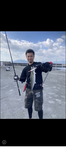 サゴシの釣果