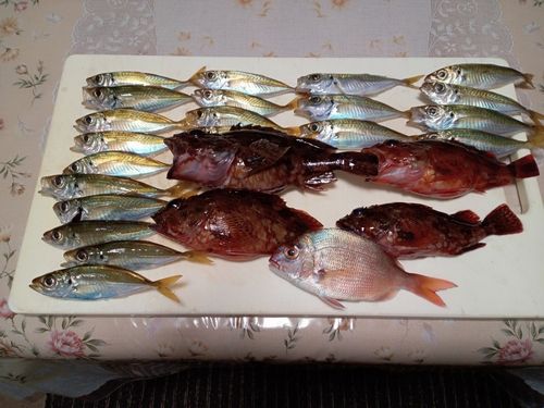 マアジの釣果