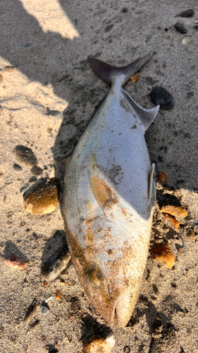 ショゴの釣果