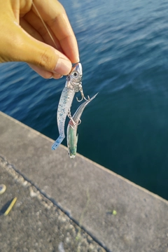 イワシの釣果