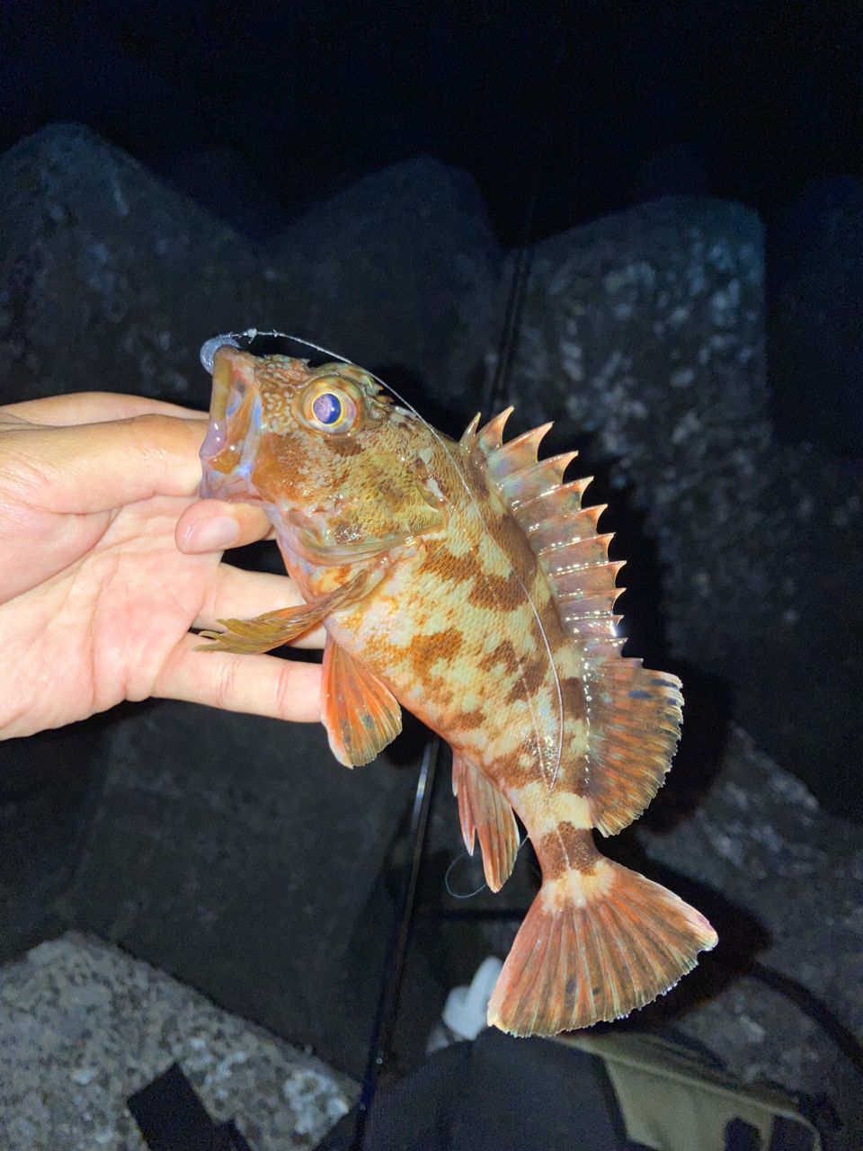カサゴ