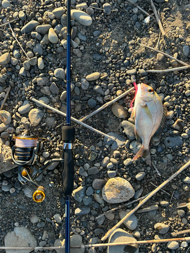 チャリコの釣果