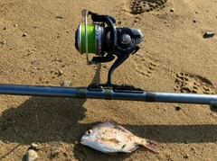 チャリコの釣果