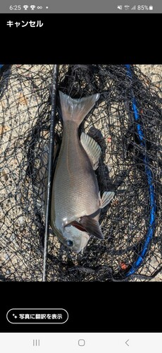 グレの釣果