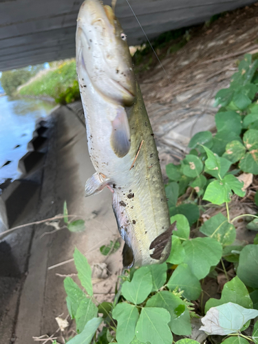 ナマズの釣果