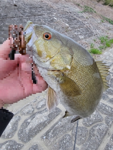 スモールマウスバスの釣果