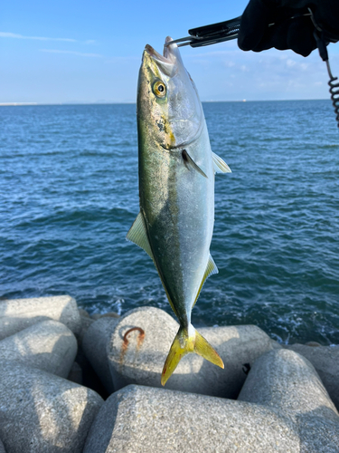 ハマチの釣果