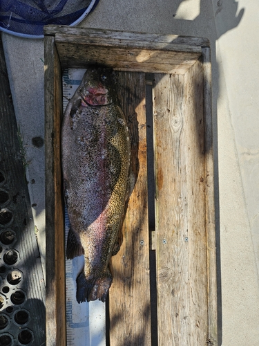 ニジマスの釣果