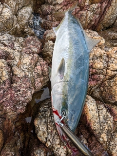 ヤズの釣果