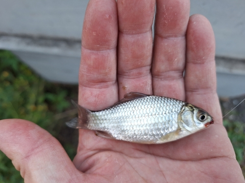 フナの釣果