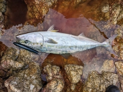 ヤズの釣果