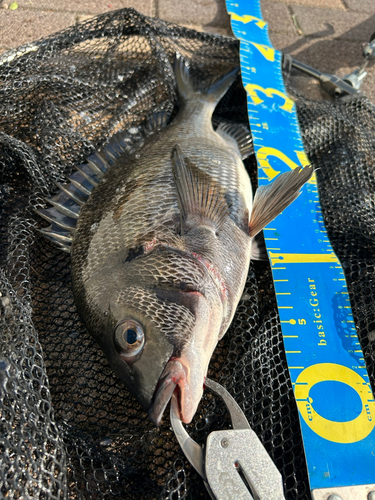 クロダイの釣果