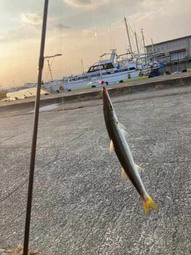 カマスの釣果