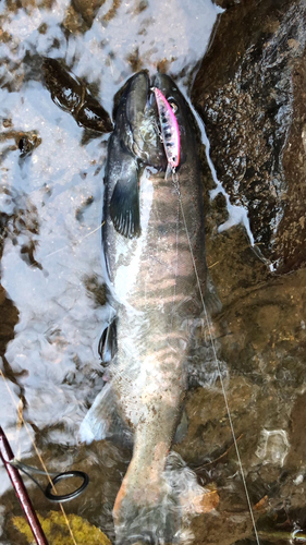 アマゴの釣果