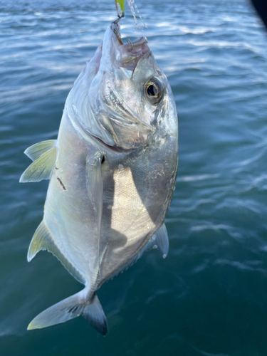 ロウニンアジの釣果