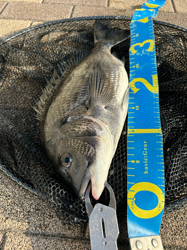 クロダイの釣果