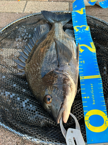 クロダイの釣果