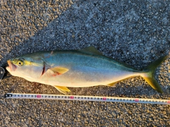 ハマチの釣果