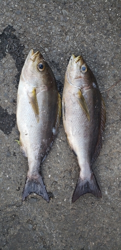 イサキの釣果