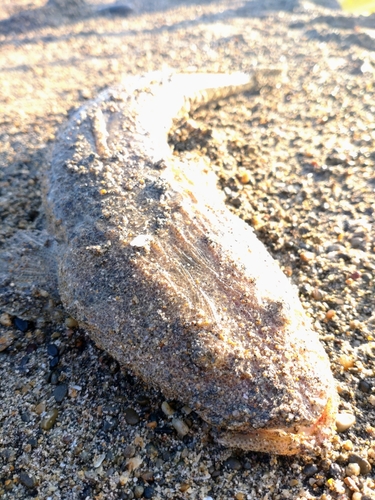 マゴチの釣果