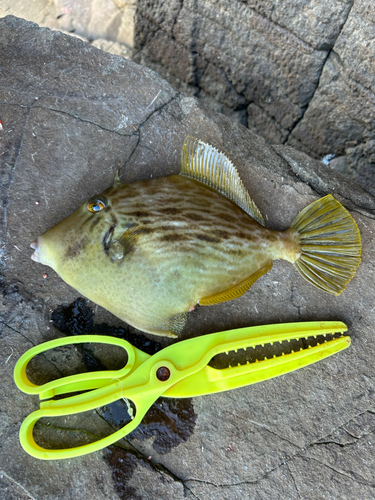 カワハギの釣果