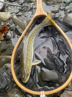 アメマスの釣果