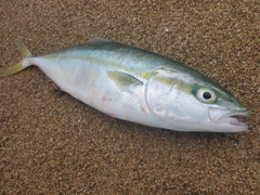 ワカナゴの釣果