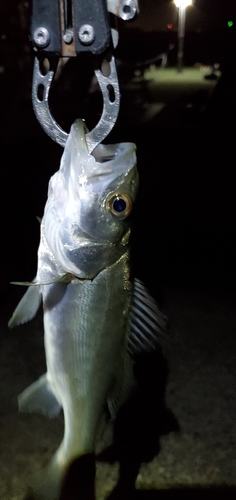 セイゴ（マルスズキ）の釣果