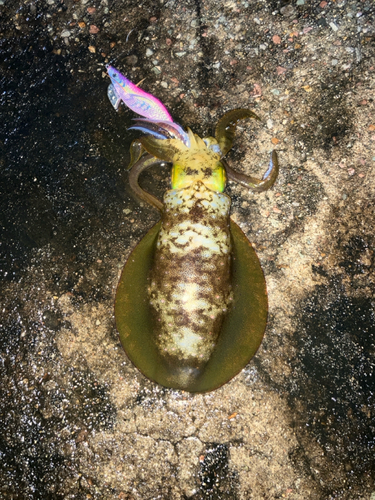 アオリイカの釣果